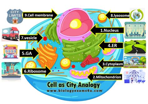 cell as a city|cell as a factory worksheet.